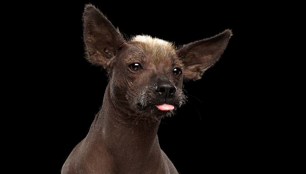 The 10 Strangest Dog Breeds on the Planet