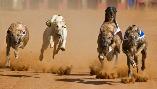 The Races End Leaving Hundreds of Greyhounds Homeless