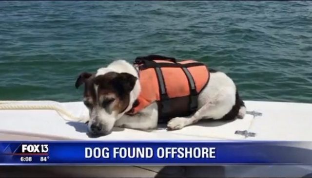 This Dog Swam In the Gulf of Mexico for 3 Hours Before Being Rescued