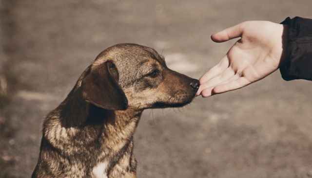 This Dog Was Minutes Away From Being Euthanized and Then This Happened