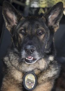 This Police K-9 Survived Being Shot, But What Happened Next is Heartbreaking