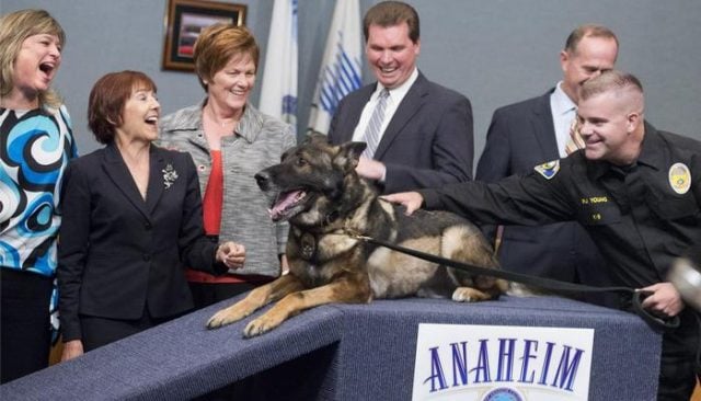 This Police K-9 Survived Being Shot, But What Happened Next is Heartbreaking