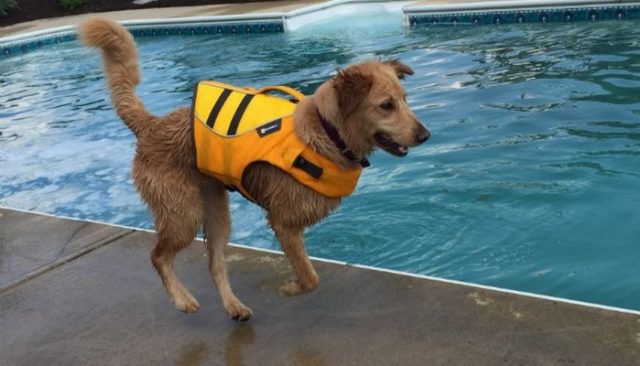 This Three Legged Dog Will Pull Your Heart Strings