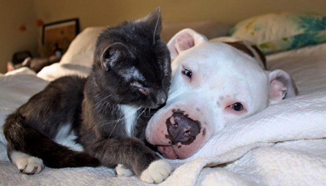 Three Blind Cats Nurtured Back to Life by Two Pit Bulls