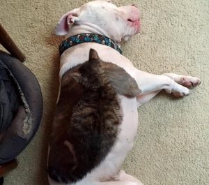 Three Blind Cats Nurtured Back to Life by Two Pit Bulls