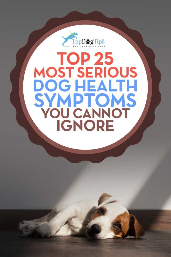 Top 25 Most Serious Dog Health Symptoms That Cannot Be Ignored