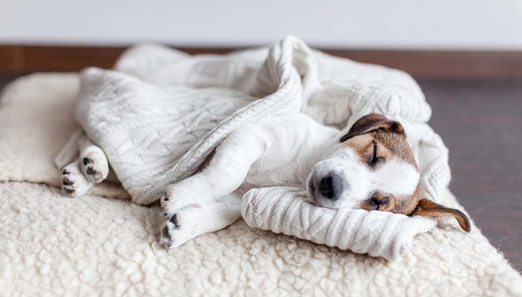 Top 5 Best Dog Blankets