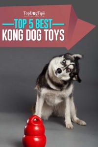 Top Best KONG Dog Toys for Puppies