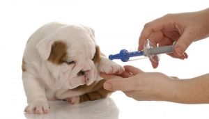 Vaccines That Dogs May Be Allergic To