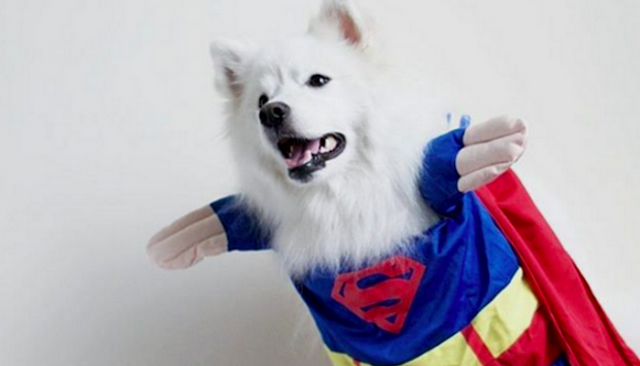 Wait Until You See These Amazing Dog Super Hero Photos