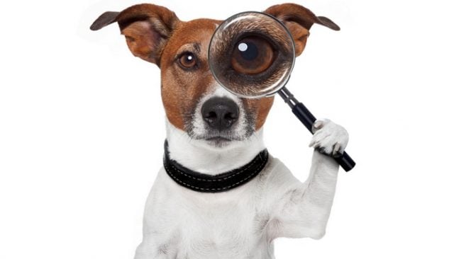 What Is This 'Pet Detective' Doing to Help Dog Owners