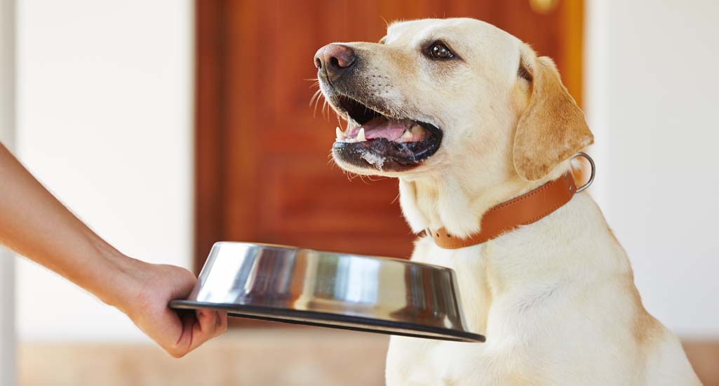 What to Feed Labrador Retrievers