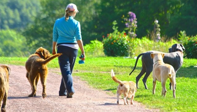 Would You Quit Wall Street to Help Shelter Dogs