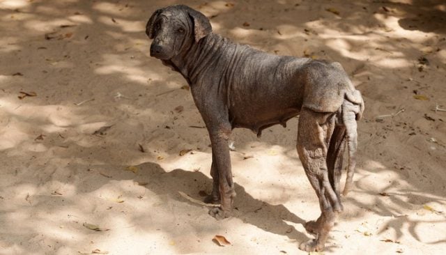 You've Got To See This Amazing Dog Transformation to Believe It