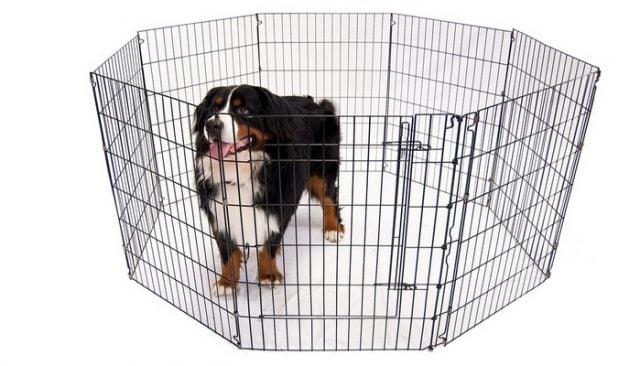 best dog play pen