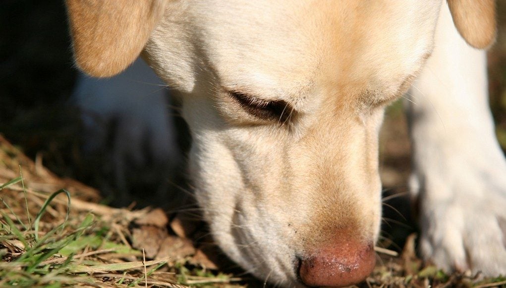 enriching your dog's life with nose work