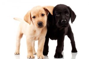 labrador puppies for sale