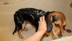 dog shampoo