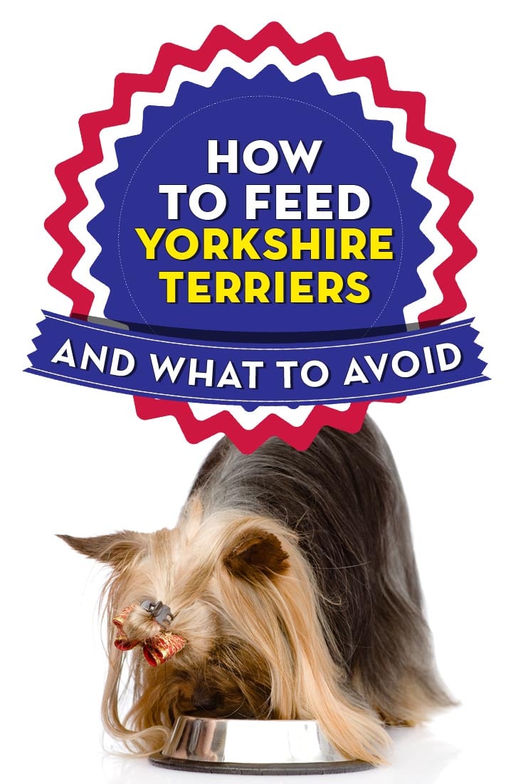 Best Dog Food for Yorkies Terries