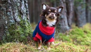 Top Best Dog Sweaters Review