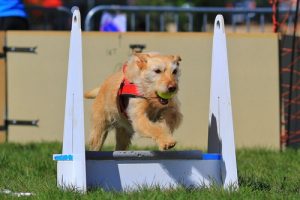 Flyball dog sport