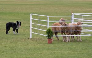 Sheepdog Trials with dogs