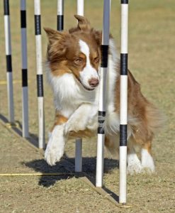 Agility training with dogs