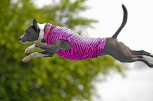 Dock Diving for dogs