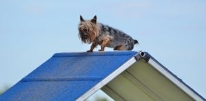 Terrier Trials for small sporty dogs