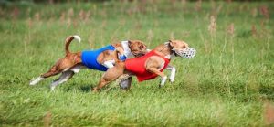 Lure Coursing athletic dogs