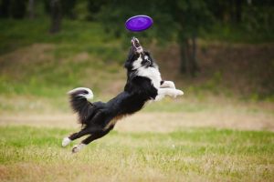 Disc Dog for all types of dog breeds