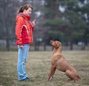 Obedience Trials for dogs