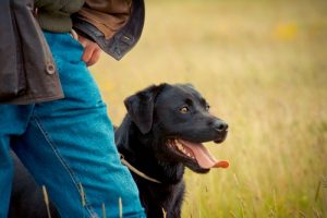 Field Trials training and sport for dogs