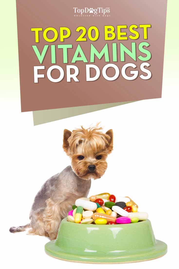 Best Vitamins for Dogs for Pets Optimal Health