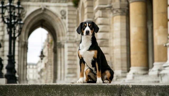 Cincinnati City Hall Could Be Going to the Dogs