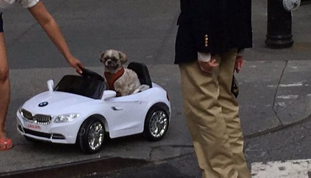 Dog Driving a BMW