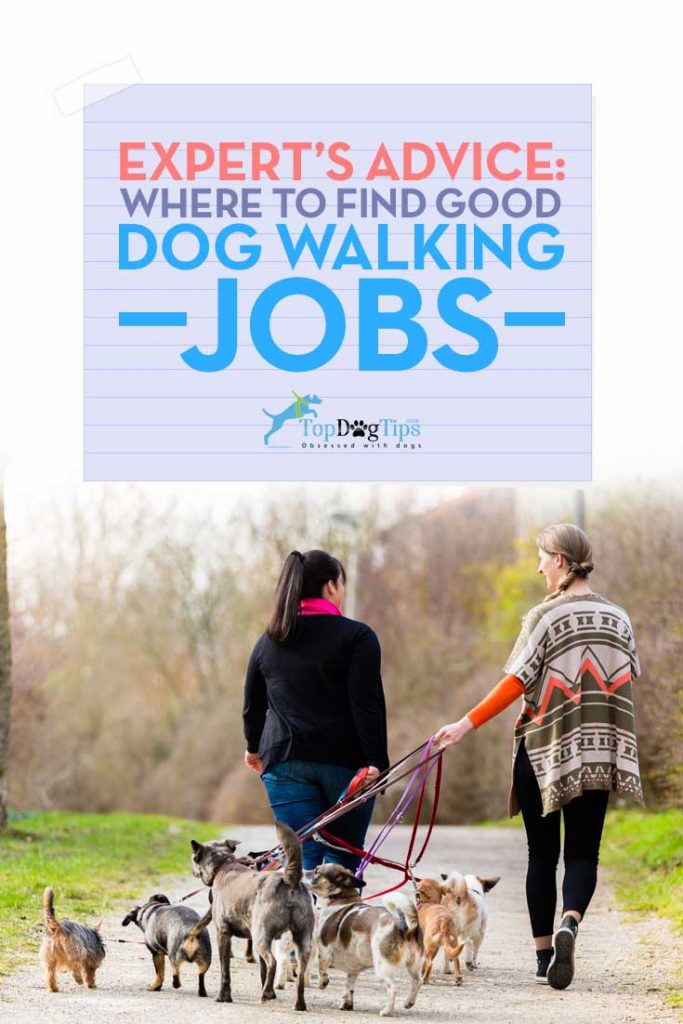 Dog Walker Jobs - Where and How to Find Good Dog Walking Work