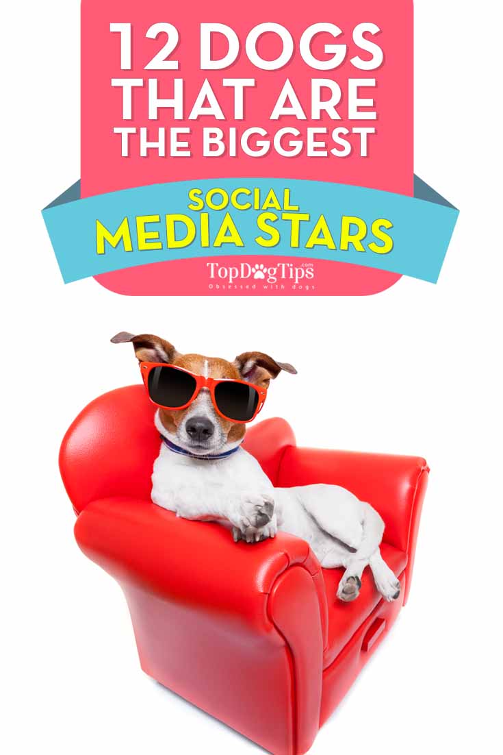 Dogs That Are the Biggest Social Media Stars