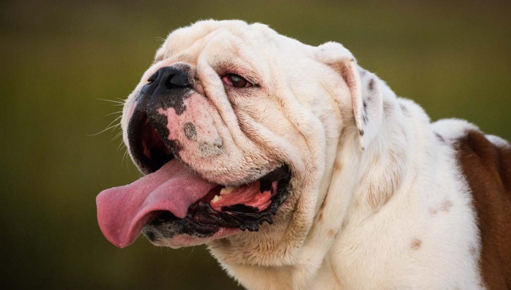 English Bulldog Breed Profile