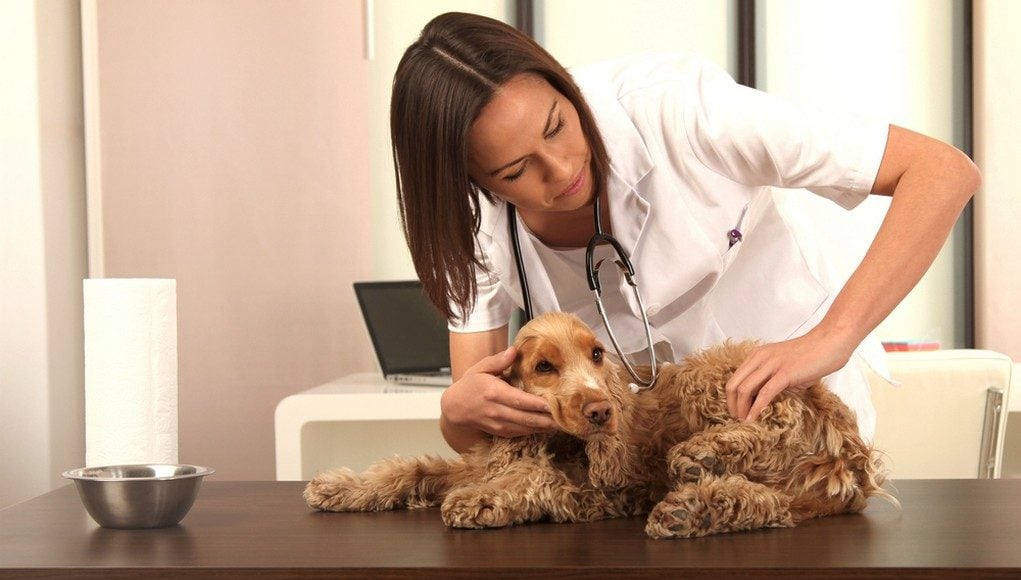 Evidence Based Veterinary Medicine vs Holistic Veterinary Medicine