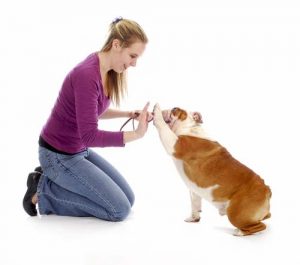 Express Affection Towards Your Dog