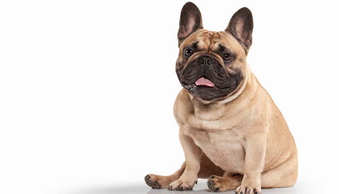 French Bulldog Small Breed Good with Kids