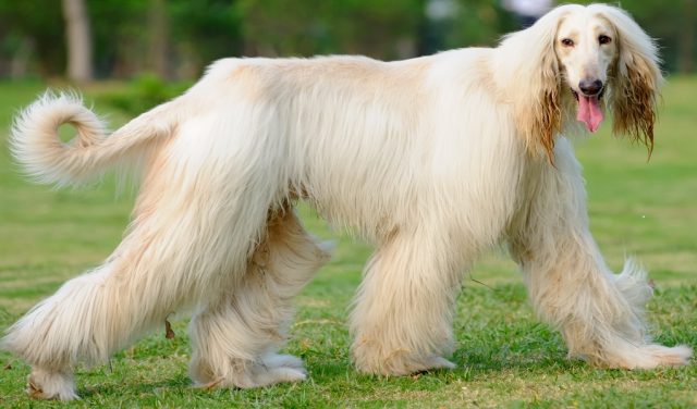 Grooming Intensive Dog Breeds