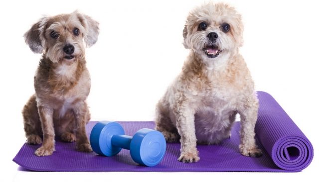 Gym in a Box for Dogs It's Woofonderful