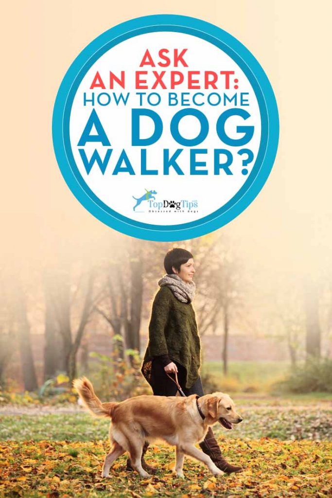 How to Become a Dog Walker Today