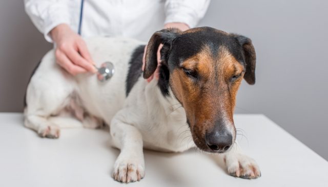 Is Your Dog At Risk Of Contracting This Deadly Disease