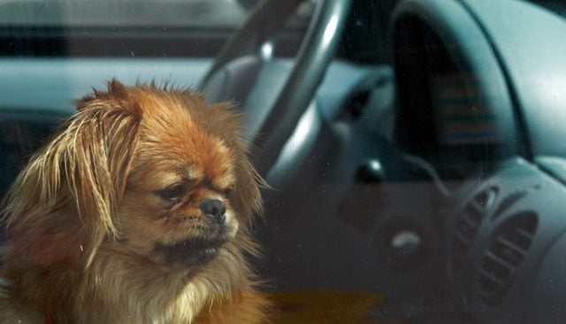 Kansas City Royals Fans Came To This Dogs Rescue