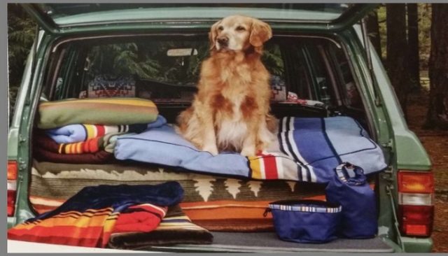 Pendleton Celebrates National Parks With Their Dog Apparel Collection