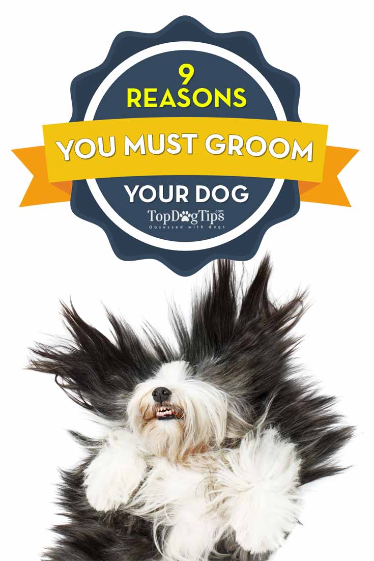 Reasons Why You Need to Groom Your Dog