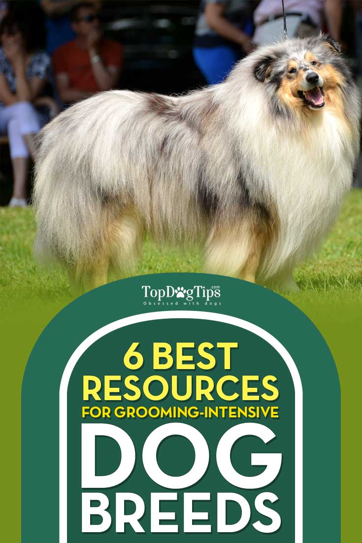 Resources on Grooming-Intensive Dog Breeds